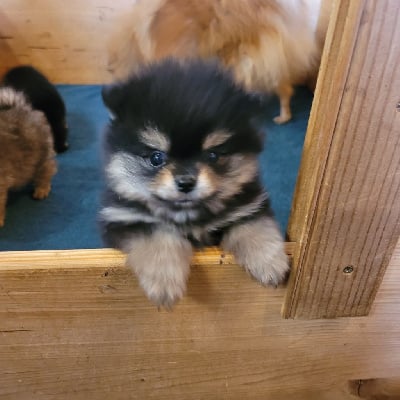Les chiots de Spitz allemand