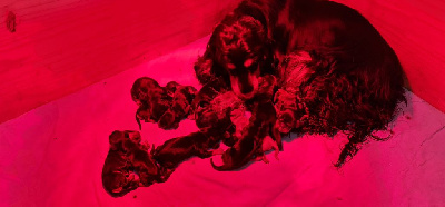 Les chiots de Cocker Spaniel Anglais