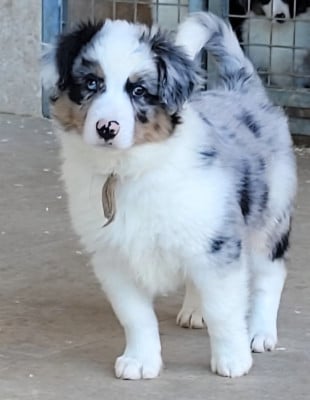 Les chiots de Berger Américain Miniature