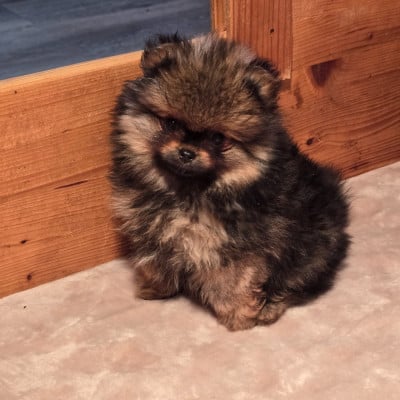 Les chiots de Spitz allemand