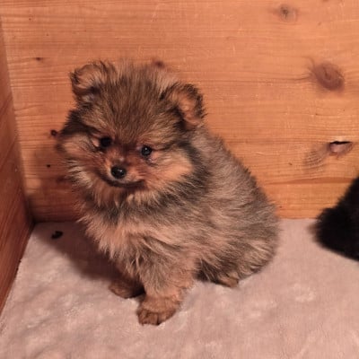 Les chiots de Spitz allemand