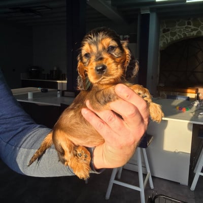 Les chiots de Cocker Spaniel Anglais