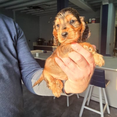 Les chiots de Cocker Spaniel Anglais