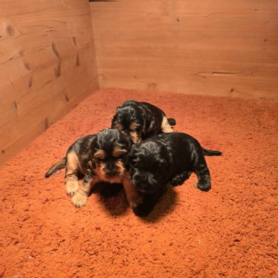Les chiots de Cocker Spaniel Anglais