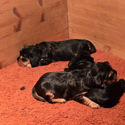 Les chiots de Cocker Spaniel Anglais