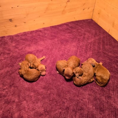 Les chiots de Caniche