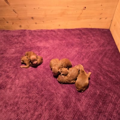 Les chiots de Caniche