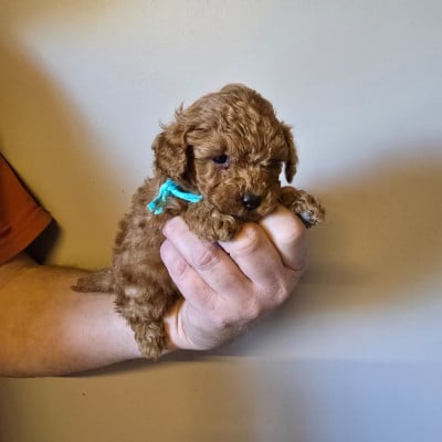 Les chiots de Caniche