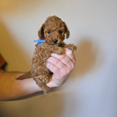 Les chiots de Caniche