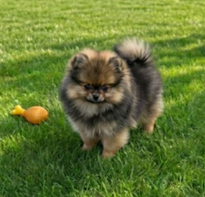 Les chiots de Spitz allemand