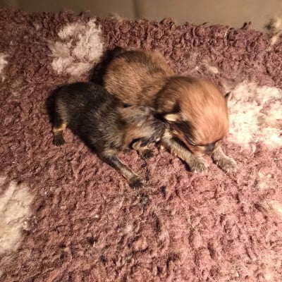 Les chiots de Spitz allemand