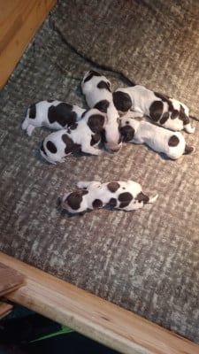 Les chiots de Cocker Spaniel Anglais