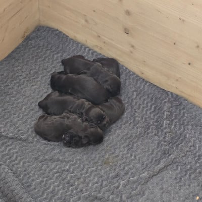 Les chiots de Cocker Spaniel Anglais