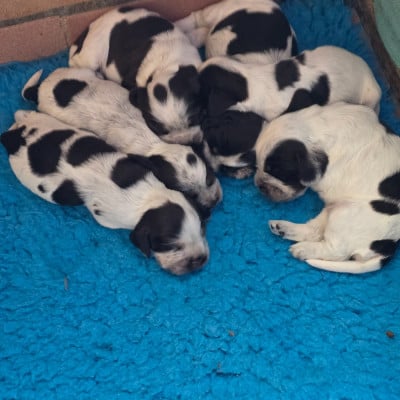 Les chiots de Cocker Spaniel Anglais