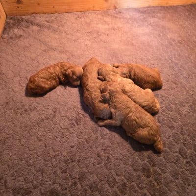 Les chiots de Caniche