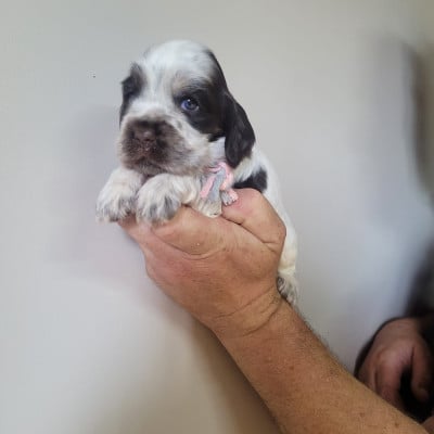 Les chiots de Cocker Spaniel Anglais