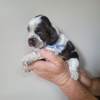 Les chiots de Cocker Spaniel Anglais