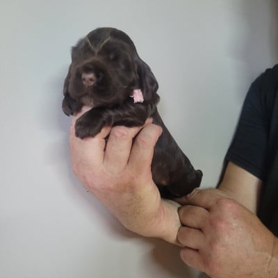 Les chiots de Cocker Spaniel Anglais
