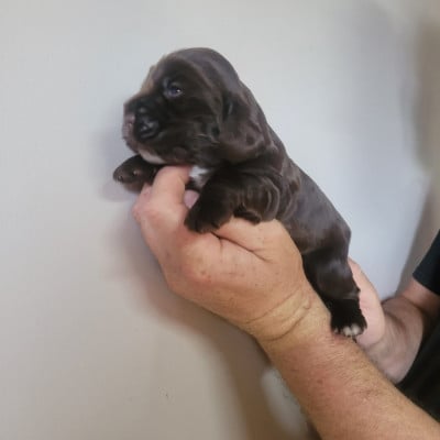 Les chiots de Cocker Spaniel Anglais