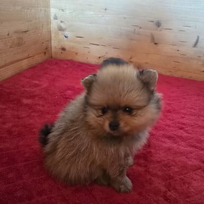 Les chiots de Spitz allemand
