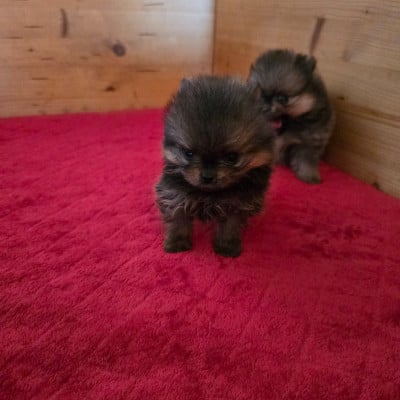 Les chiots de Spitz allemand