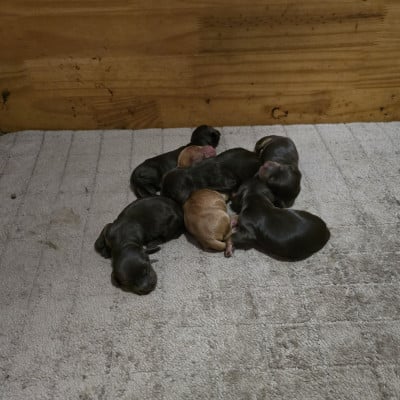 Les chiots de Cocker Spaniel Anglais