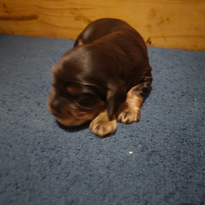 Les chiots de Cocker Spaniel Anglais