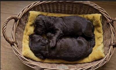 Les chiots de Cocker Spaniel Anglais