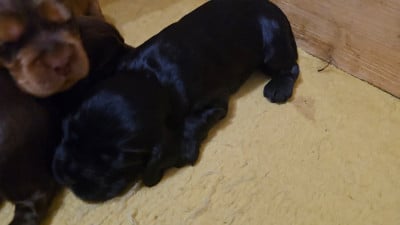 Les chiots de Cocker Spaniel Anglais
