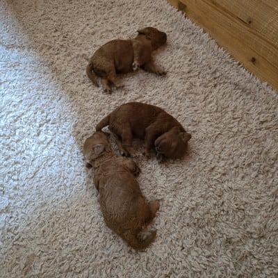 Les chiots de Caniche
