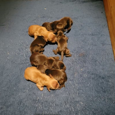 Les chiots de Cocker Spaniel Anglais