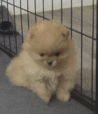 Les chiots de Spitz allemand