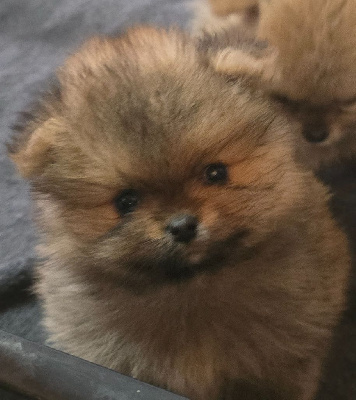 Les chiots de Spitz allemand