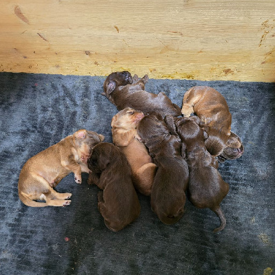 Les chiots de Cocker Spaniel Anglais