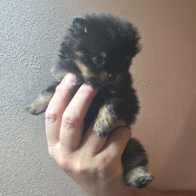 Les chiots de Spitz allemand