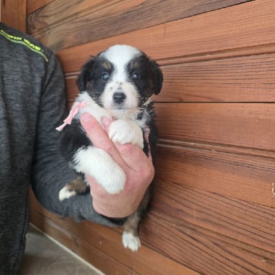 Les chiots de Berger Américain Miniature