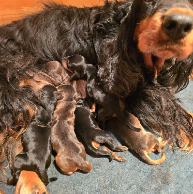 Les chiots de Cocker Spaniel Anglais