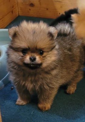 Les chiots de Spitz allemand