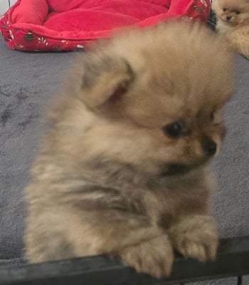 Les chiots de Spitz allemand