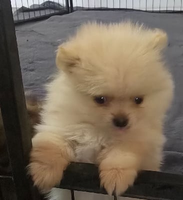 Les chiots de Spitz allemand