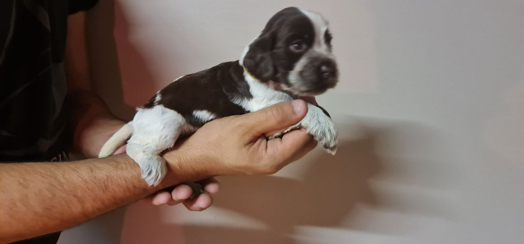 UTOPIE DIT MIA CHOCOLAT ROUANAIS COLLIER JAUNE