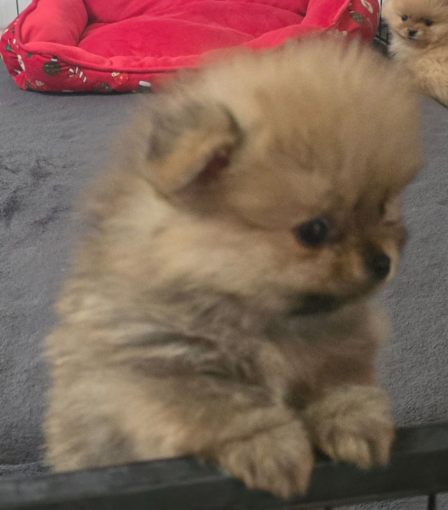 ARTHUR Mâle fauve charbonné - Spitz allemand