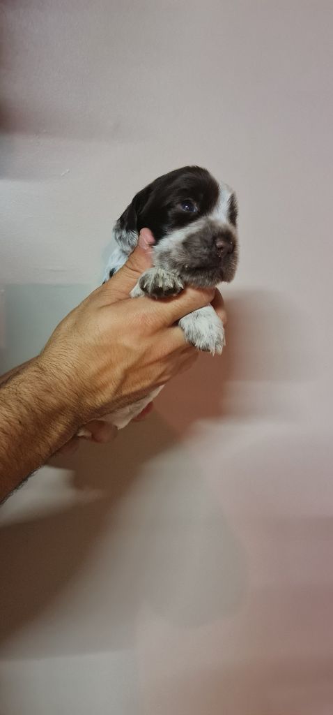 URIELLE FEMELLE CHOCOLAT ROUANAIS COLLIER ROUGE