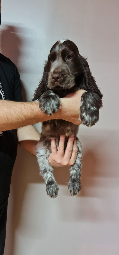 UGO MÂLE CHOCOLAT ROUANAIS