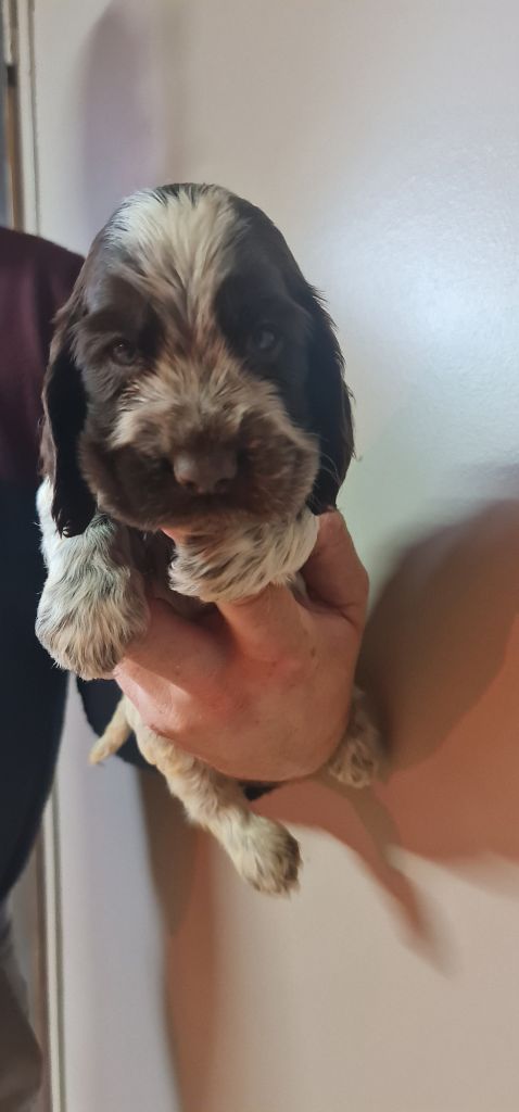 ULYSSE MÂLE CHOCOLAT ROUANAIS COLLIER BLEU