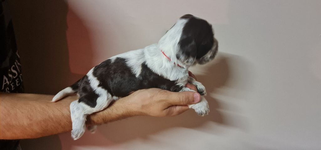 URIELLE FEMELLE CHOCOLAT ROUANAIS COLLIER ROUGE