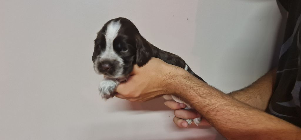 UMII MÂLE CHOCOLAT ROUANAIS COLLIER VERT