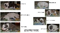 American Staffordshire Terrier - De Geronimo's Bull