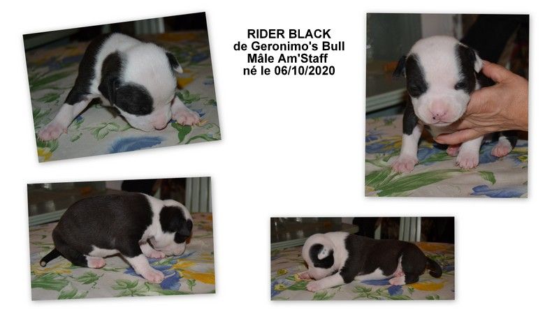 CHIOT - American Staffordshire Terrier