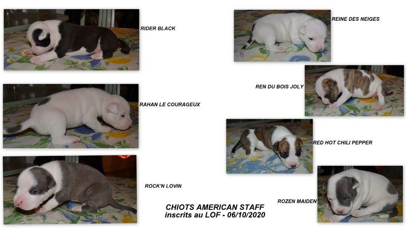 3 males et 1 femelle dispo American Staffordshire Terrier